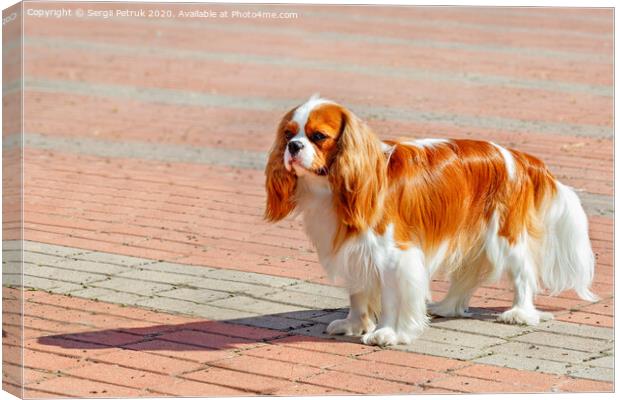 Portrait of a cavaler king charles spaniel on the background of the sidewalk laid with red and gray paving stones. Canvas Print by Sergii Petruk