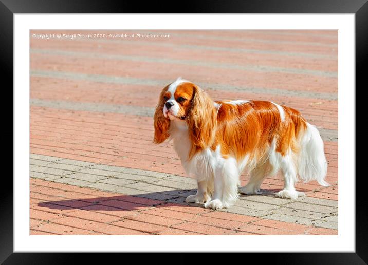 Portrait of a cavaler king charles spaniel on the background of the sidewalk laid with red and gray paving stones. Framed Mounted Print by Sergii Petruk