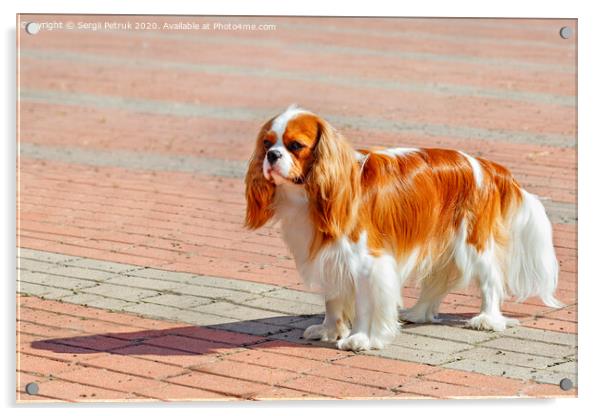 Portrait of a cavaler king charles spaniel on the background of the sidewalk laid with red and gray paving stones. Acrylic by Sergii Petruk