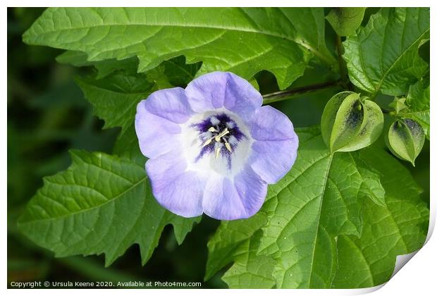 Nicandra Physalodes Apple of Peru, Shoo fly plant Print by Ursula Keene