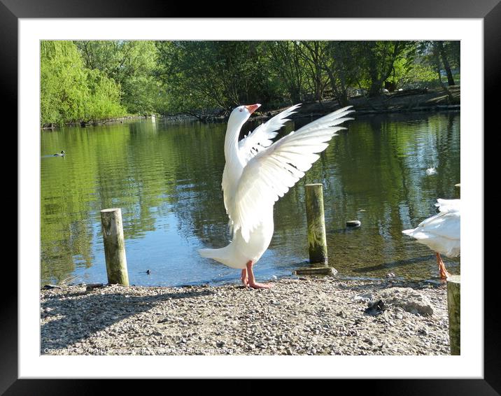 Goose working out  Framed Mounted Print by Ursula Keene