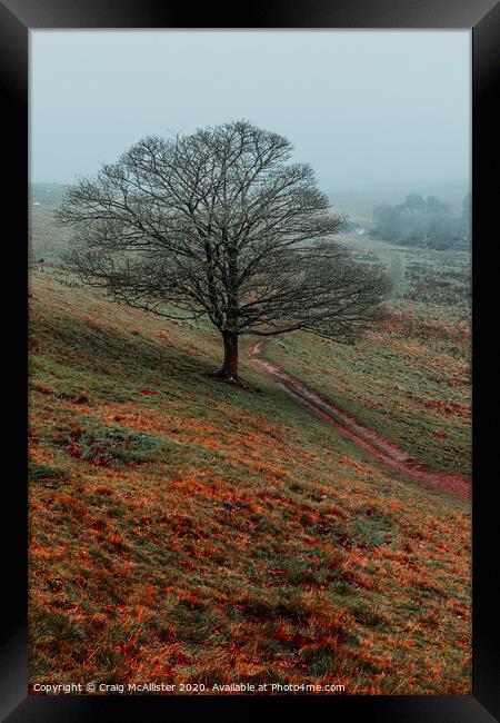 Lone Tree Framed Print by Craig McAllister