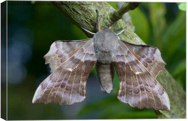 Large poplar hawk moth Canvas Print by Rhys Leonard