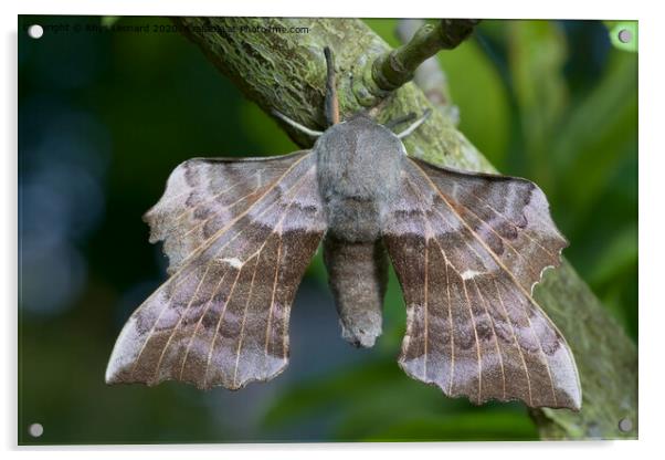 Large poplar hawk moth Acrylic by Rhys Leonard