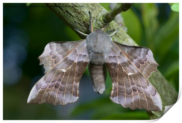 Large poplar hawk moth Print by Rhys Leonard