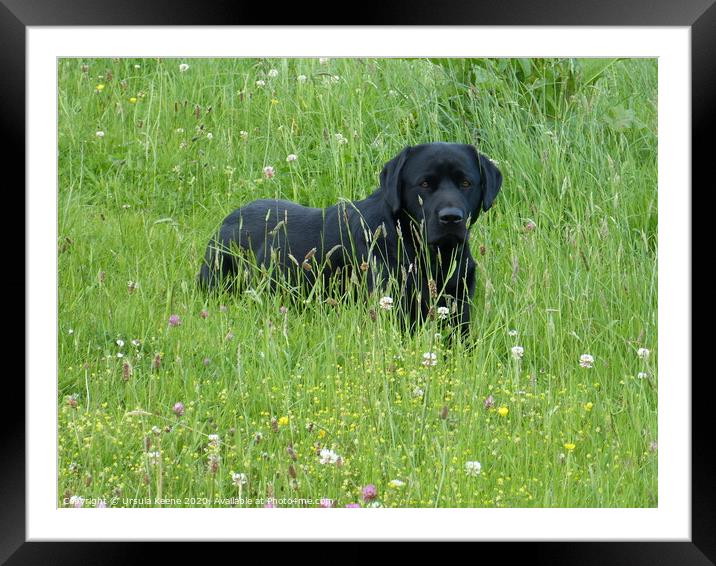Black Labrador waits Framed Mounted Print by Ursula Keene