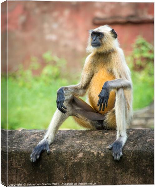 Langur Monkey in Ranthambore National Park - India Canvas Print by Sebastien Greber