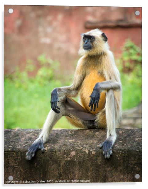 Langur Monkey in Ranthambore National Park - India Acrylic by Sebastien Greber