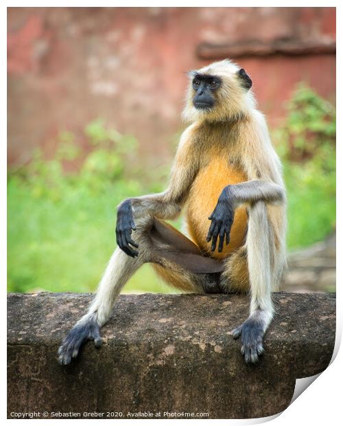 Langur Monkey in Ranthambore National Park - India Print by Sebastien Greber