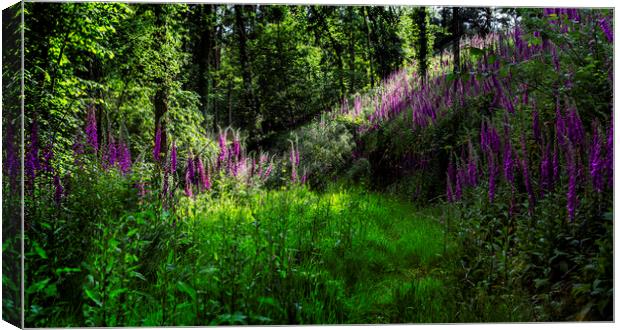 Foxgloves in sunny copse Canvas Print by Maggie McCall