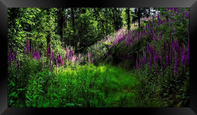 Foxgloves in sunny copse Framed Print by Maggie McCall