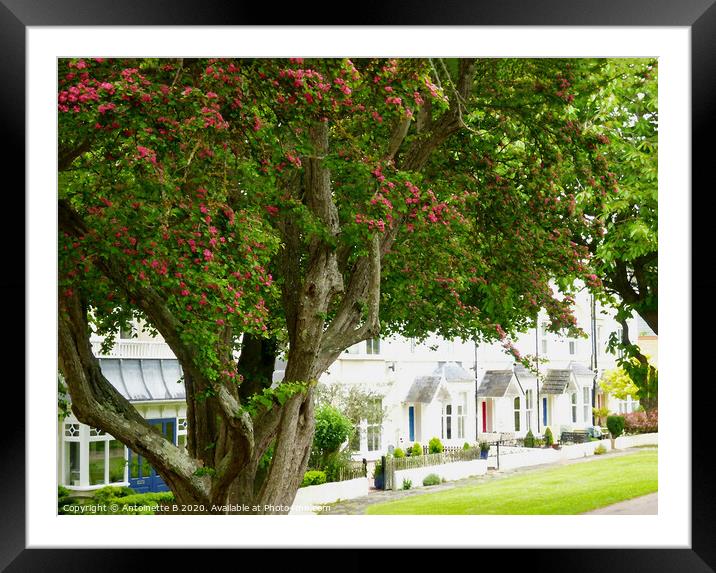 'The Avenue'  - Hythe  Framed Mounted Print by Antoinette B