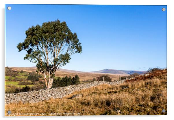 Eucalyptus Tree Brecon Beacons  Acrylic by Heidi Stewart