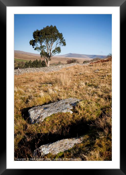Eucalyptus Tree Brecon Beacons  Framed Mounted Print by Heidi Stewart