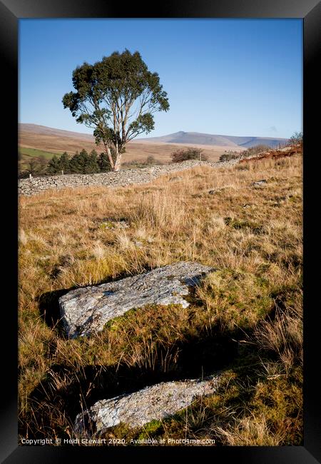 Eucalyptus Tree Brecon Beacons  Framed Print by Heidi Stewart