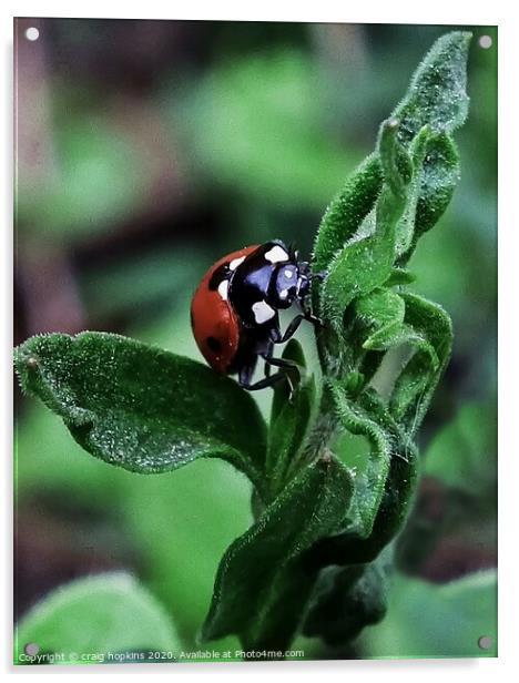 Ladybird Acrylic by craig hopkins
