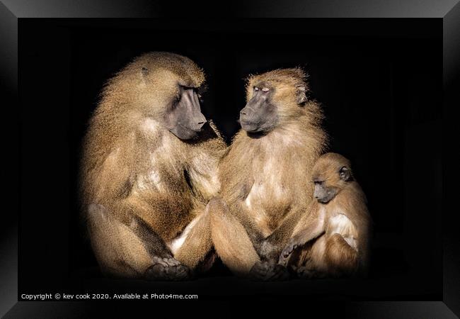 Baboons Framed Print by kevin cook