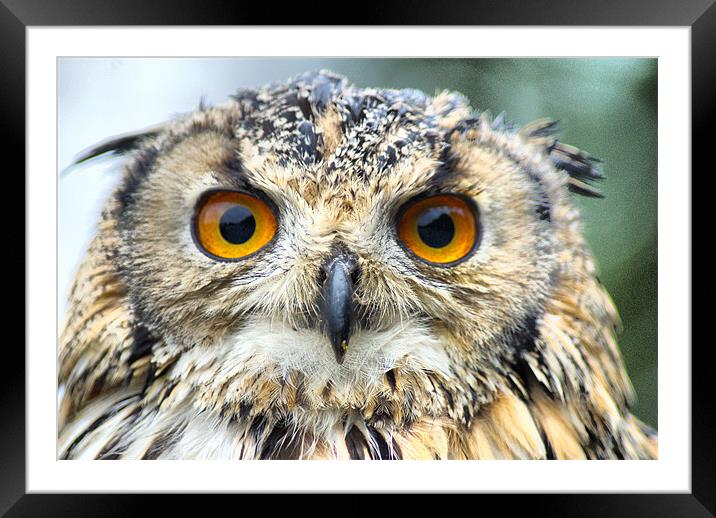 An Intense Stare Framed Mounted Print by Sandi-Cockayne ADPS
