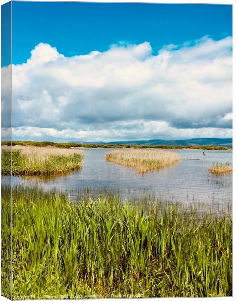 Through the reeds at Kenfig Pool, Bridgend, South Wales Canvas Print by Gaynor Ball