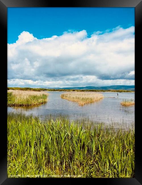 Through the reeds at Kenfig Pool, Bridgend, South Wales Framed Print by Gaynor Ball