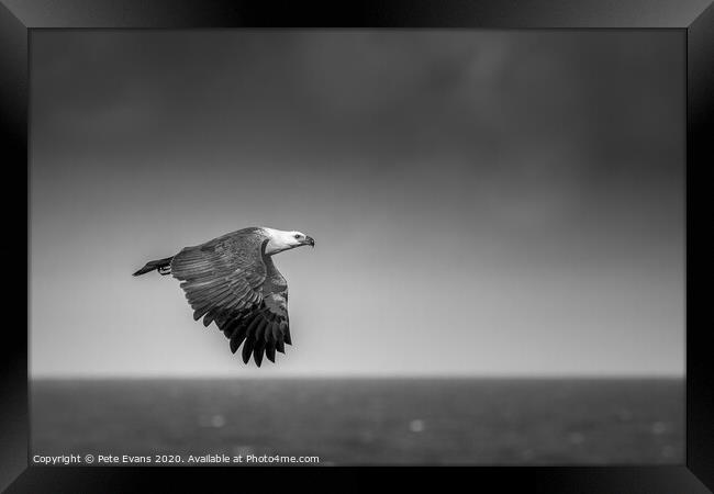 Eagle in the rain  Framed Print by Pete Evans