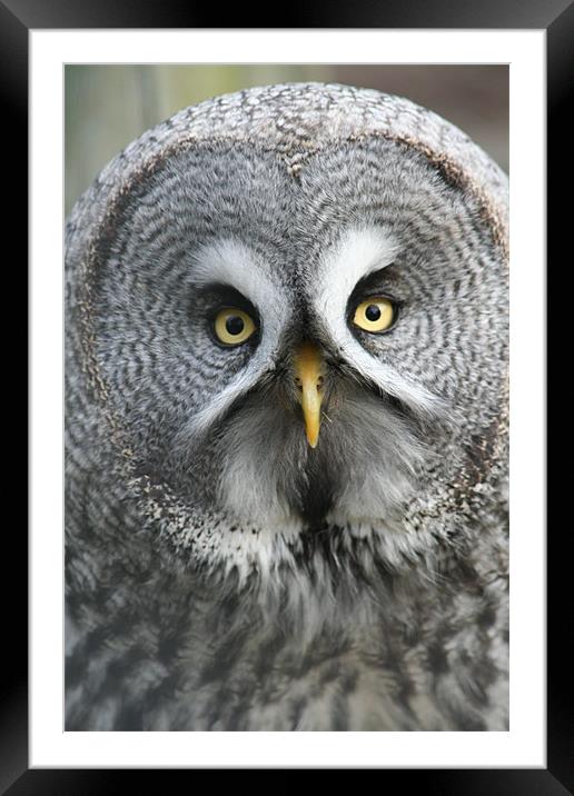 Great Grey Owl Framed Mounted Print by Sarah Miles
