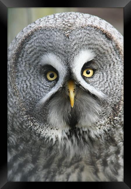 Great Grey Owl Framed Print by Sarah Miles