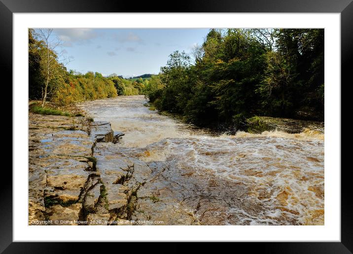 Aysgarth Lower Falls in flood Framed Mounted Print by Diana Mower