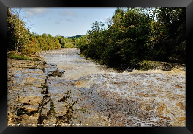 Aysgarth Lower Falls in flood Framed Print by Diana Mower