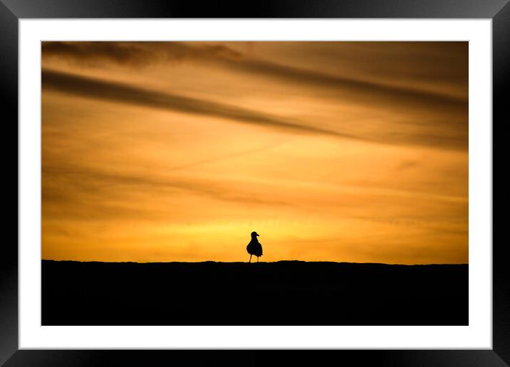 Seagull sunrise Framed Mounted Print by Simon Maycock