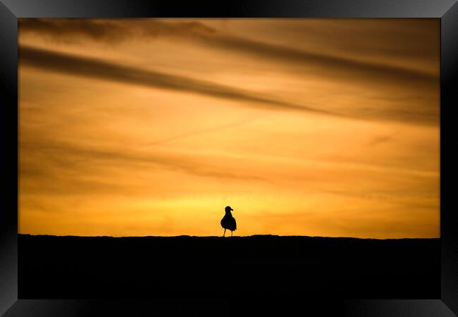 Seagull sunrise Framed Print by Simon Maycock