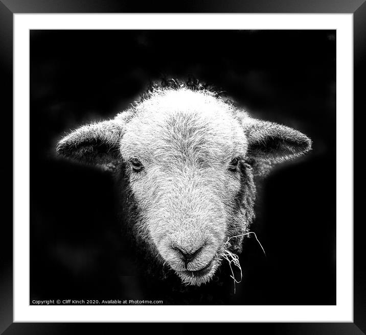 Herdwick sheep in black and white Framed Mounted Print by Cliff Kinch