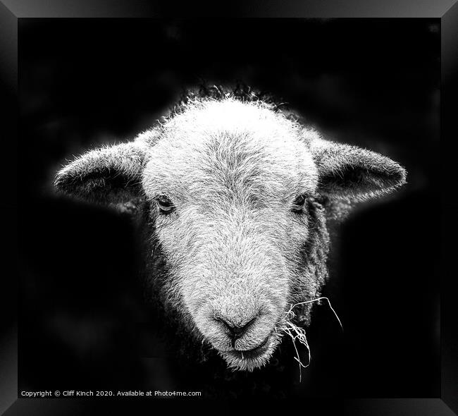 Herdwick sheep in black and white Framed Print by Cliff Kinch