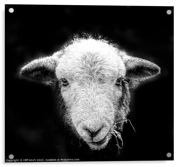 Herdwick sheep in black and white Acrylic by Cliff Kinch