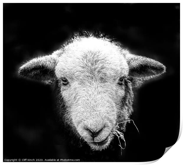 Herdwick sheep in black and white Print by Cliff Kinch