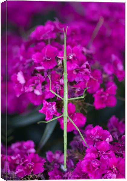 Stick insect on Dianthus Canvas Print by Simon Maycock