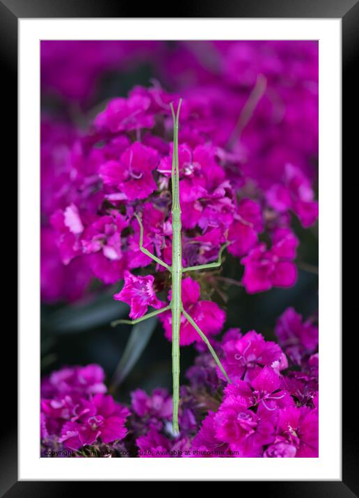 Stick insect on Dianthus Framed Mounted Print by Simon Maycock