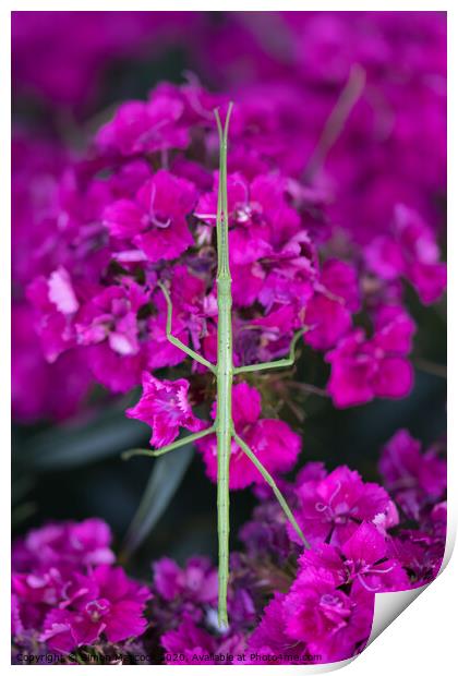 Stick insect on Dianthus Print by Simon Maycock