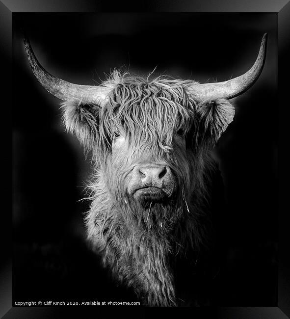 Highland Cow in black and white Framed Print by Cliff Kinch