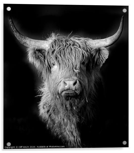 Highland Cow in black and white Acrylic by Cliff Kinch