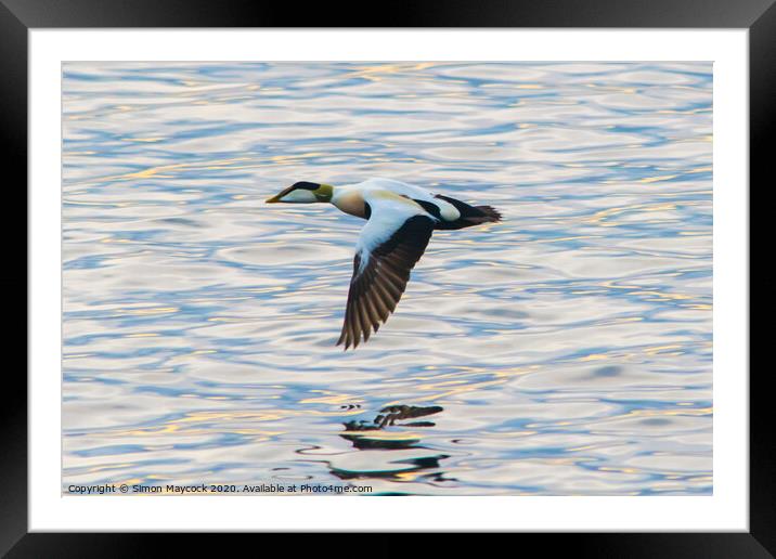 Eider in flight Framed Mounted Print by Simon Maycock