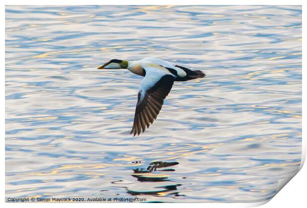 Eider in flight Print by Simon Maycock