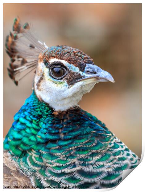  Peacock Print by David Belcher
