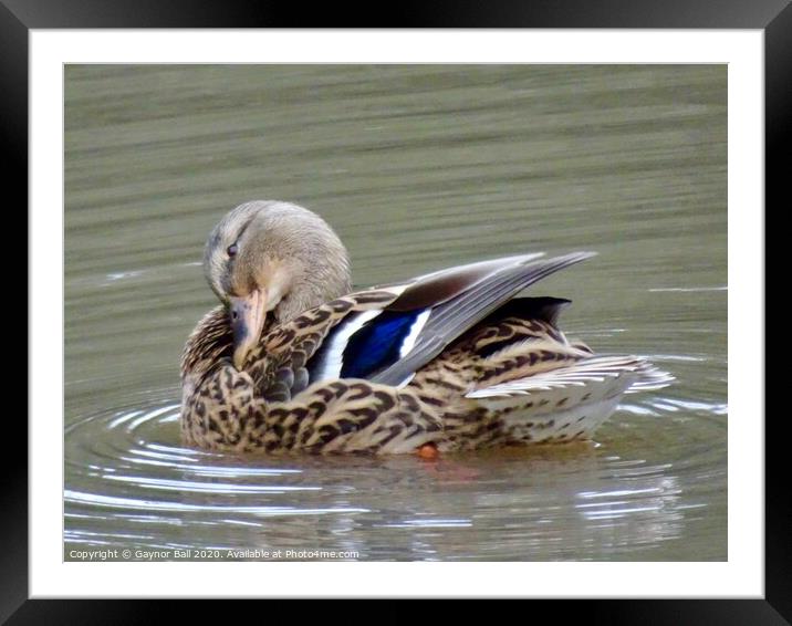 Shy duck Framed Mounted Print by Gaynor Ball