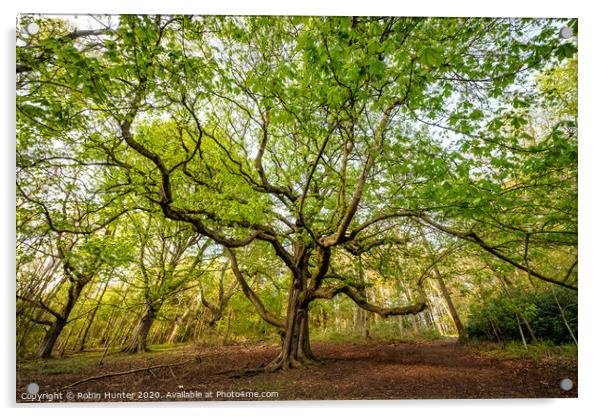 Woodland Tree Acrylic by Robin Hunter