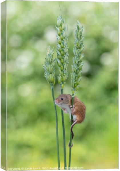 Harvest Mouse on wheat Canvas Print by Sarah Smith