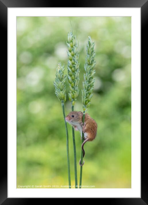 Harvest Mouse on wheat Framed Mounted Print by Sarah Smith