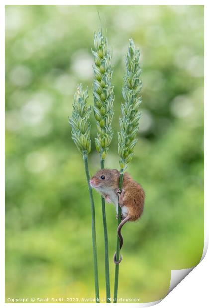 Harvest Mouse on wheat Print by Sarah Smith