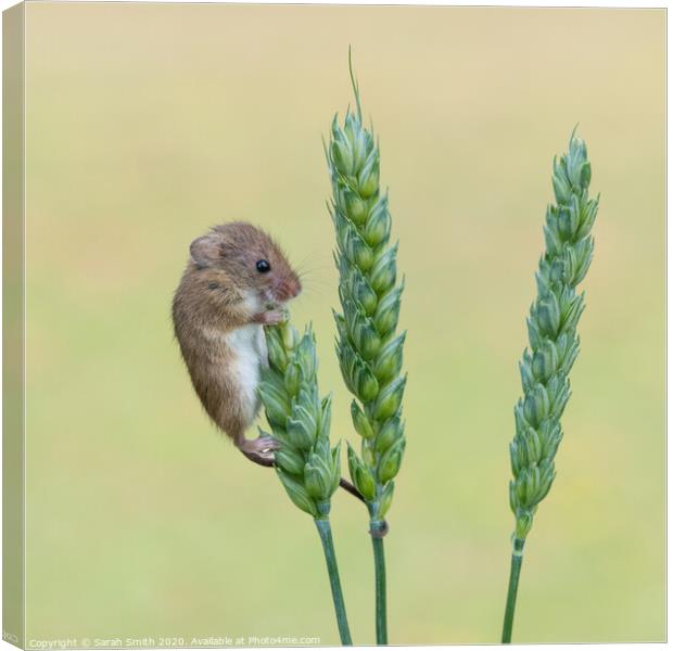Harvest Mouse on Wheat Canvas Print by Sarah Smith