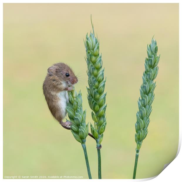 Harvest Mouse on Wheat Print by Sarah Smith